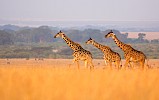 Mossel Bay, Afrique du Sud