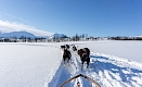 Chiens de traîneau de Tromsø, Norvège