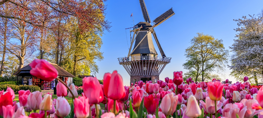 Fêtes des tulipes au jardin de Keukenhof (IJmuiden), Pays-Bas
