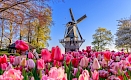Fêtes des tulipes au jardin de Keukenhof (IJmuiden), Pays-Bas