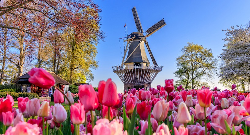 Fêtes des tulipes au jardin de Keukenhof (IJmuiden), Pays-Bas