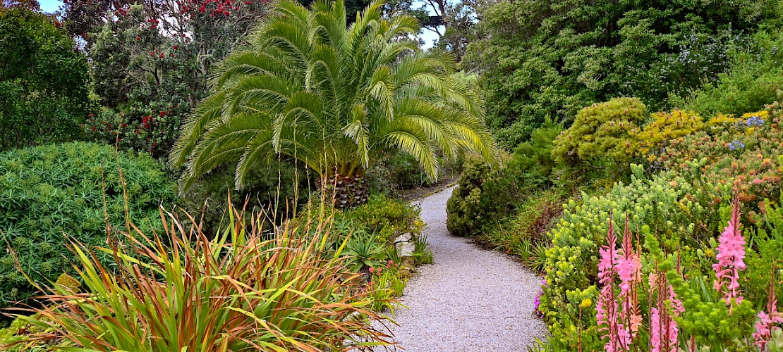Jardins de l'abbaye de Tresco, St. Mary's, îles Scilly, Royaume-Uni