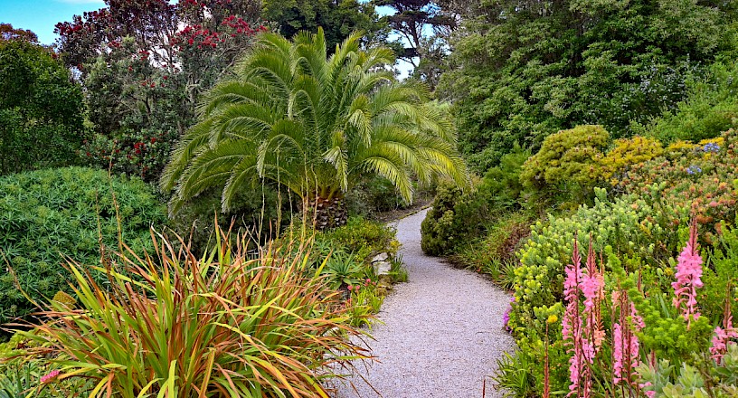 Jardins de l'abbaye de Tresco, St. Mary's, îles Scilly, Royaume-Uni